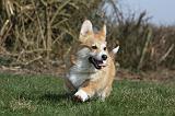 CORGI PEMBROKE 831